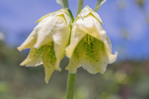 Yellow gentian lily (Megacodon stylophorus)