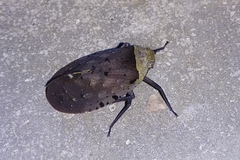 Penthicodes atomaria