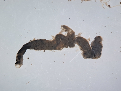 Arenicola mediterranea