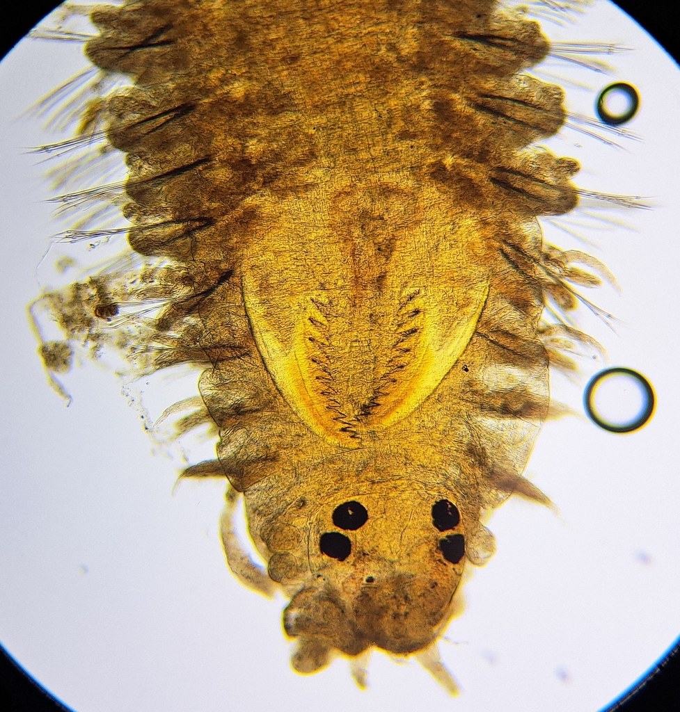 Comb-toothed Nereid