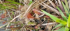 Drosera nidiformis