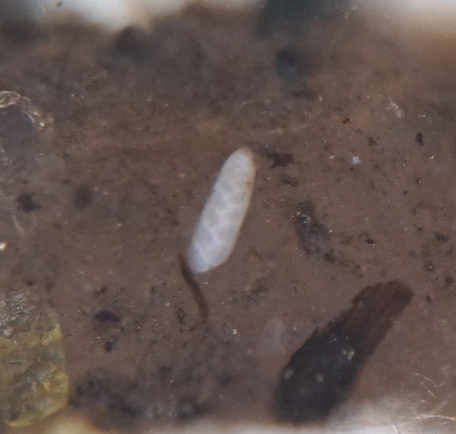 Bolivina librata