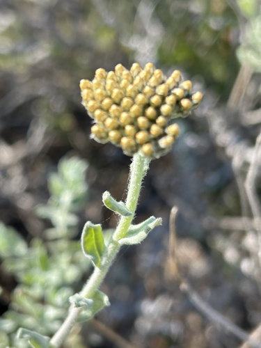 Image of Helichrysum dasyanthum by (c) Christina, some rights reserved (CC BY)