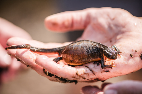 Rough-skinned Newt, Washington, US, photo 9 of 10
