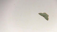Comostola meritaria