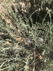 Penstemon californicus