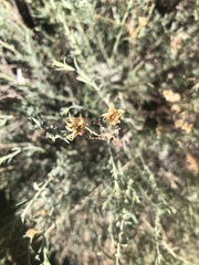 Penstemon californicus