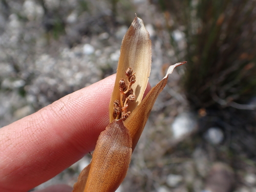 Image of Elegia persistens by (c) Eugene Hahndiek, some rights reserved (CC BY-SA)