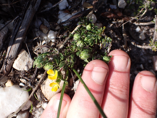 Flatleaf Capegorse (Aspalathus securifolia)