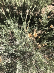 Penstemon californicus