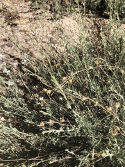 Penstemon californicus