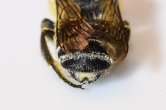 Litomegachile