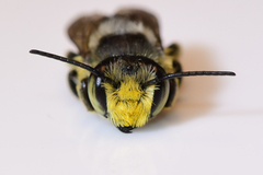 Litomegachile