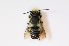 Litomegachile