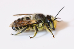 Litomegachile