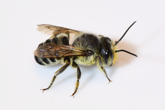 Litomegachile