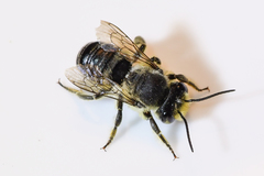 Litomegachile