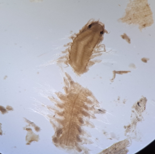 Ophiodromus pallidus