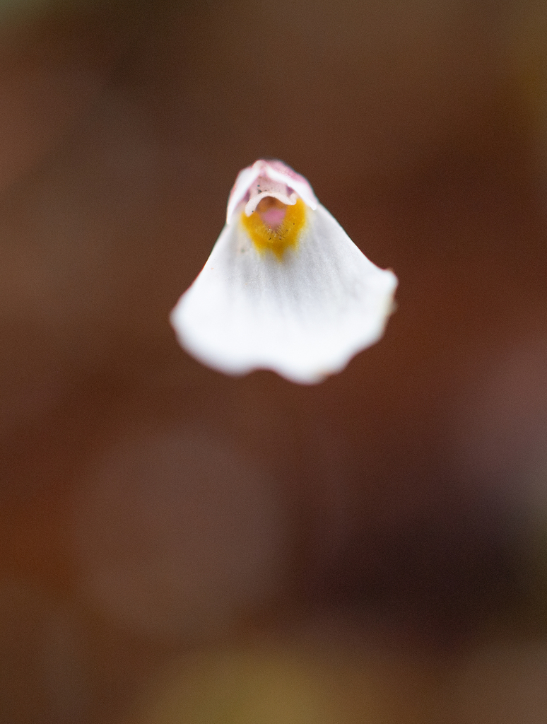 Utricularia christopheri P.Taylor 4