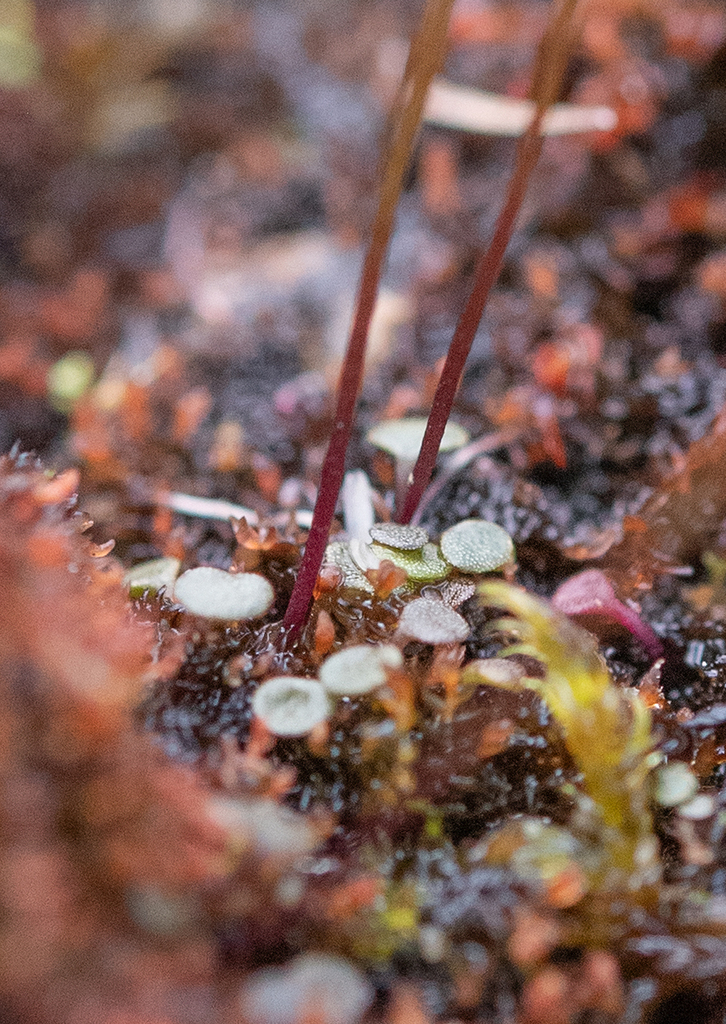 Utricularia christopheri P.Taylor 2