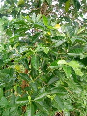 Terminalia superba