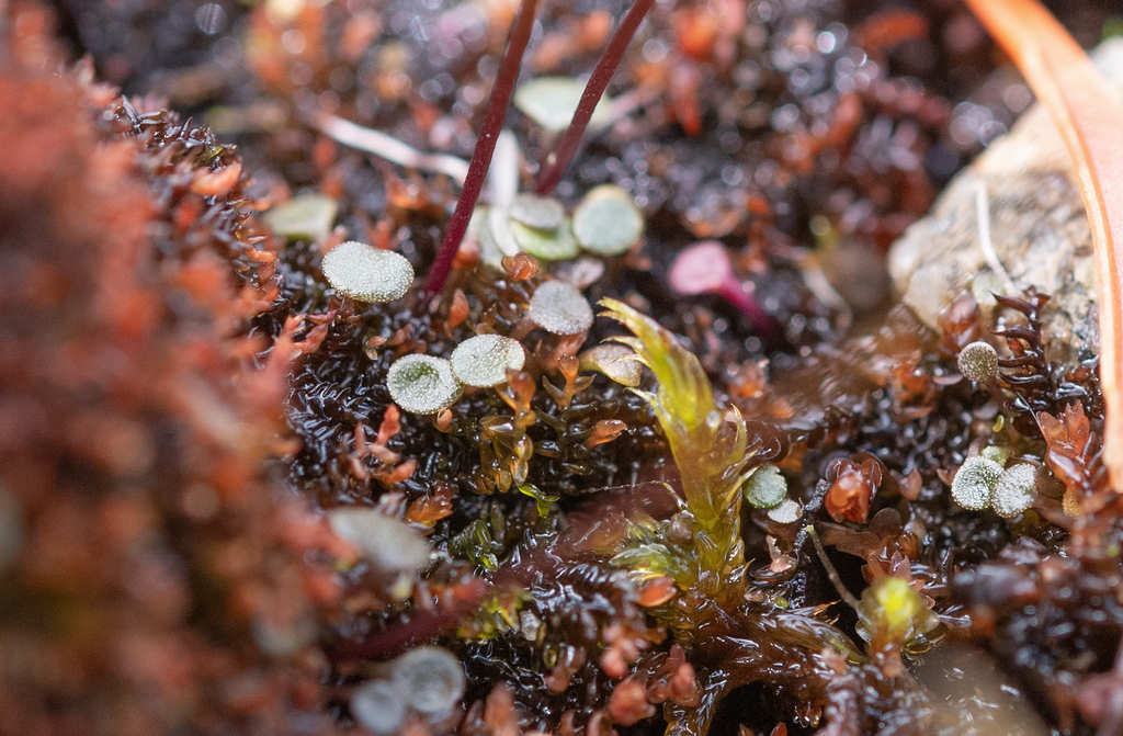 Utricularia christopheri P.Taylor 3