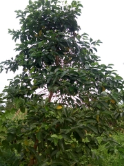 Terminalia superba