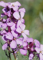 Erysimum linifolium
