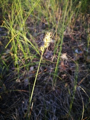 Carex colchica