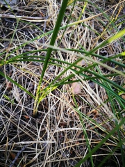 Carex colchica