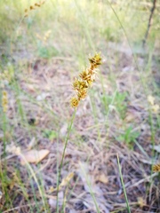 Carex colchica