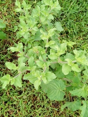 Acanthospermum hispidum