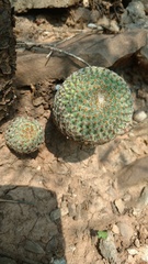 Mammillaria huitzilopochtli huitzilopochtli