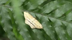 Calletaera dentata