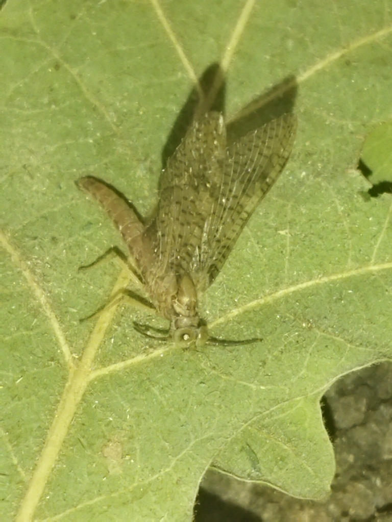 Isonychia ignota