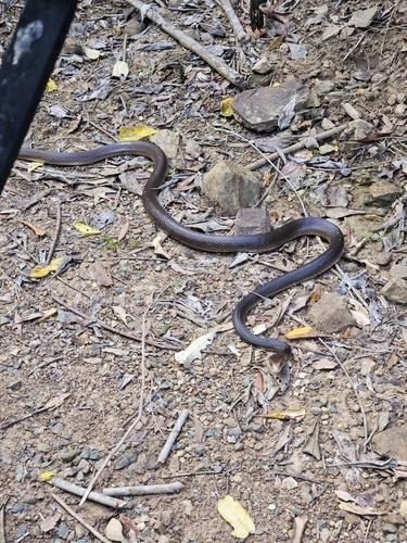 Coastal Taipan sighting