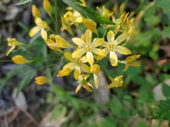 Triteleia ixioides ixioides