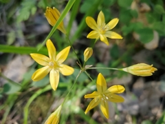 Triteleia ixioides ixioides