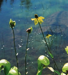 Rudbeckia glaucescens