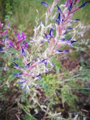 Astragalus varius