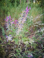 Astragalus varius