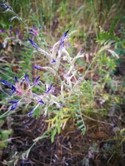 Astragalus varius