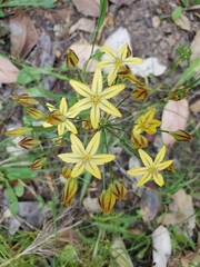 Triteleia ixioides ixioides