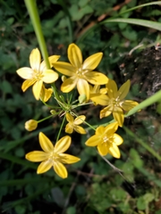 Triteleia ixioides ixioides