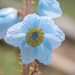 Meconopsis sinuata - Photo (c) Morten Ross, some rights reserved (CC BY-NC), uploaded by Morten Ross