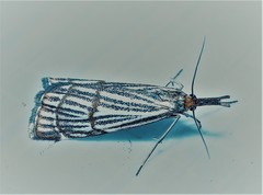 Chrysocrambus