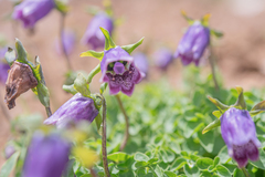 Codonopsis bhutanica, photograph (c) Morten Ross, some rights reserved (CC BY)
