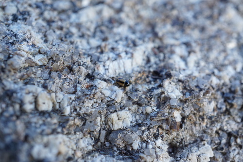 Cryptocephalus celtibericus