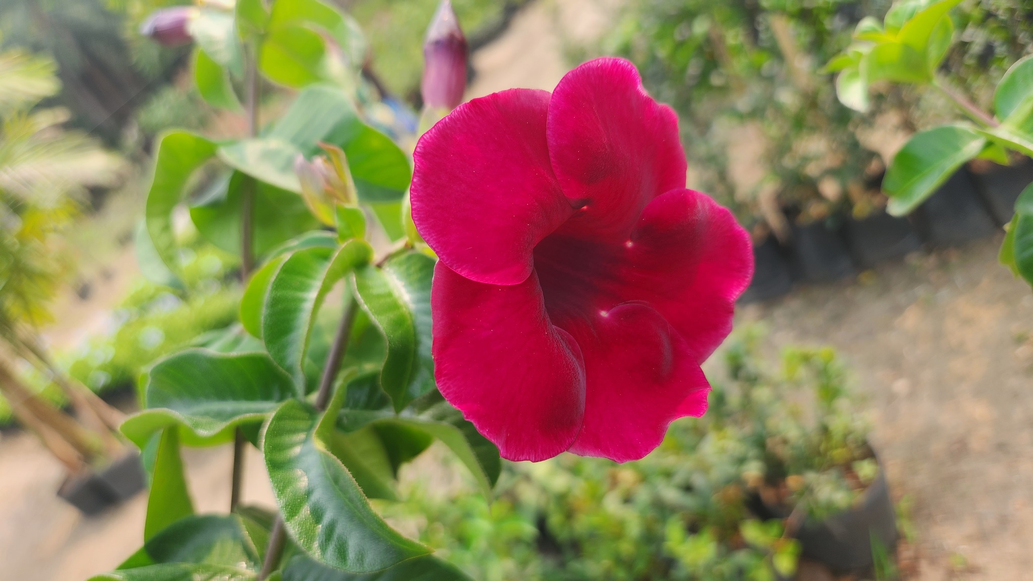 Allamanda blanchetii