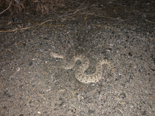 iNaturalist observation photo of Sidewinder